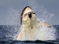 Shark Breaching False Bay Morning Trip